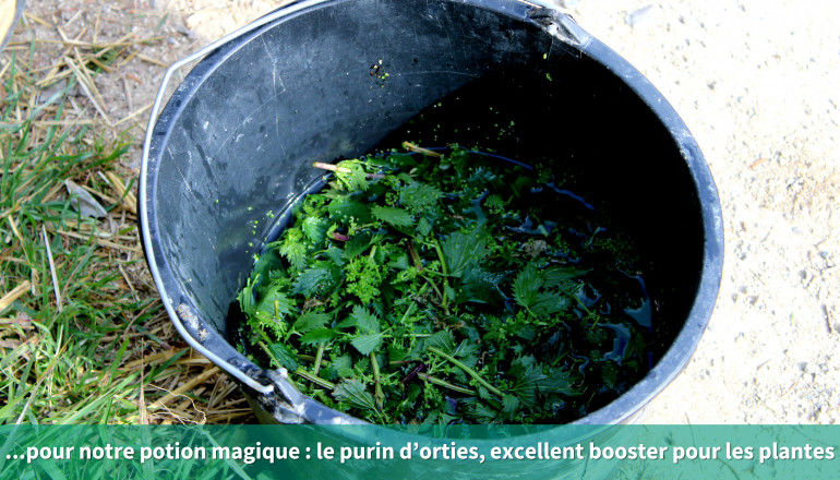 ...pour notre potion magique: le purin d’orties, excellent booster pour les plantes