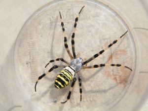 Araignée au corps rayé jaune et noire