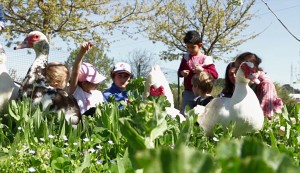 Un groupe d'enfant observe des canards de très près