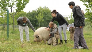 Des animateurs caressent un cochon