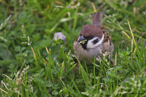 Moineau friquet posé dans l'herbe avec des végétaux dans le bec