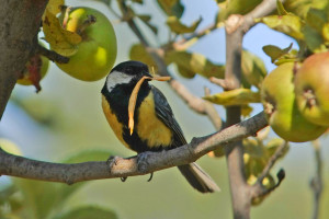 Mésange avec de la paille dans le bec