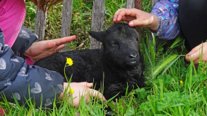 un agneau est carréssé par deux enfants