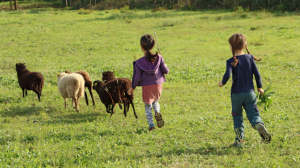 Deux enfants de dos suivent le troupeau de moutons