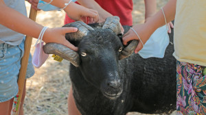 Des mains d'enfants caressent un bélier