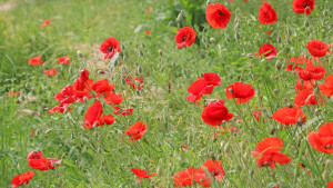 Champ de coquelicots