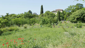 Vue de l'Écolothèque avec des herbes hautes et des coquelicots