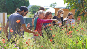 Une animatrice explique à un groupe comment se servir des fleurs sauvages comme les coquelicots