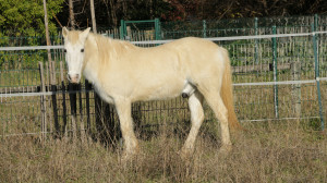 Notre cheval, Galapian