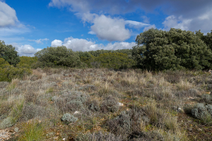 Photo de la garrigue méditerranéenne