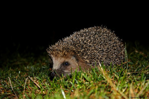 Hérisson marchant dans l'herbe la nuit