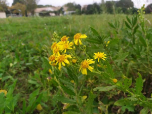 Photo de la fleur jaune d'inule visqueuse