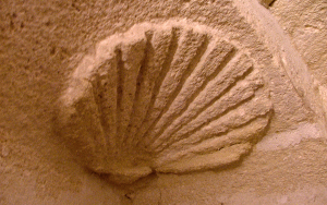 Coquille Saint-Jacques taillée dans un mur de l'Écolothèque