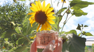 un récipient rempli de garines de tournesol est tenu devant une fleur de tournesol