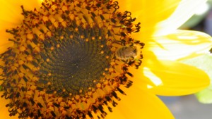 Abeille butinant sur un tournesol