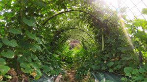 Photo prise à l'intérieur du tunnel de courges