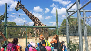 Un groupe d'enfants avec leurs animatrice sont devant l'enclos des girafes