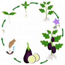 Le cycle est représenté par un cercle composé de flèches entrecoupées d'illustrations des différentes étapes du cycle de l'aubergine