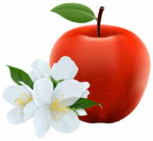 Pomme et fleur de pommier