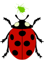 Illustration d'une coccinelle et d'un puceron