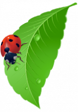 Ilustration d'une coccinelle sur une feuille