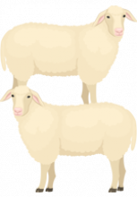 Illustration de deux moutons