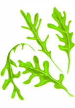 Illustration de feuilles de roquette